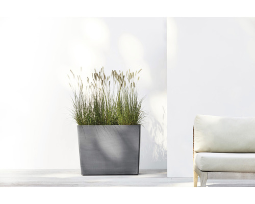 Jardinière rectangulaire en béton avec graminées ornementales