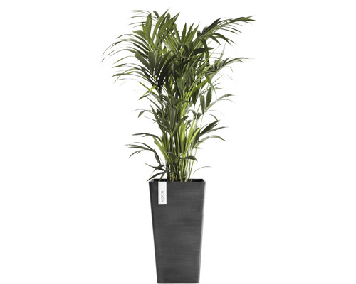 Palmier d''arec dans un pot