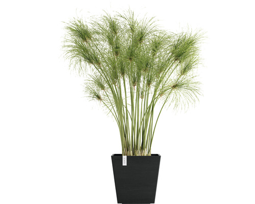 Zypergras in schwarzem Pflanzgefäß