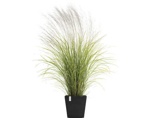 Ziergras im Pflanzgefäß