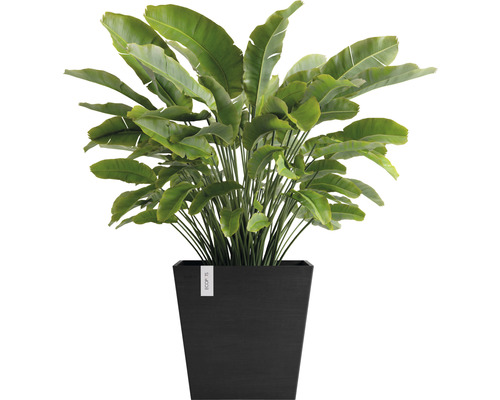 Strelitzie in einem schwarzen Pflanzgefäß