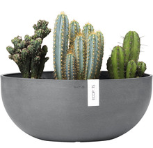 Cactus décoratifs dans un pot gris.