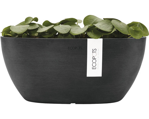 Jardinière noire avec plante