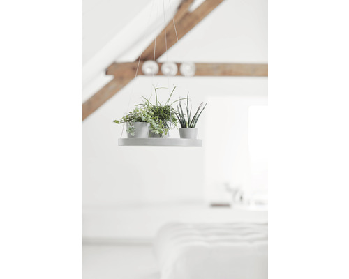 Hängepflanzregal mit drei verschiedenen Pflanzen in Töpfen