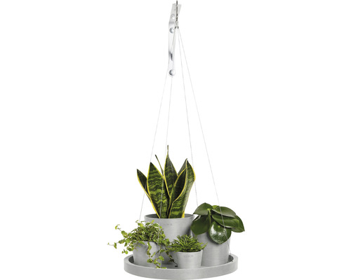 Hängepflanzenarrangement mit drei Pflanzen in grauen Töpfen auf einer runden Platte, aufgehängt an einer Wandhalterung