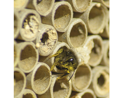 Nahaufnahme eines Bienenhotels mit einer Wildbiene