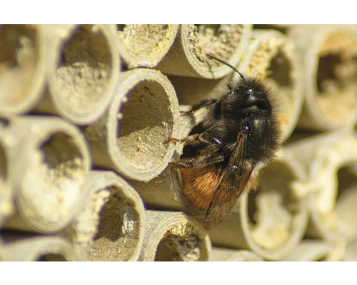 Nahaufnahme einer Wildbiene vor einem Insektenhotel.
