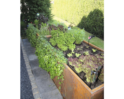 Jardinière surélevée avec salade, herbes et plantes ornementales dans le jardin