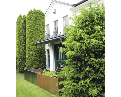 Photo extérieure d''une maison avec des bacs à plantes et des conifères
