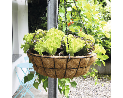 Hängeampel mit Salatpflanzen im Garten