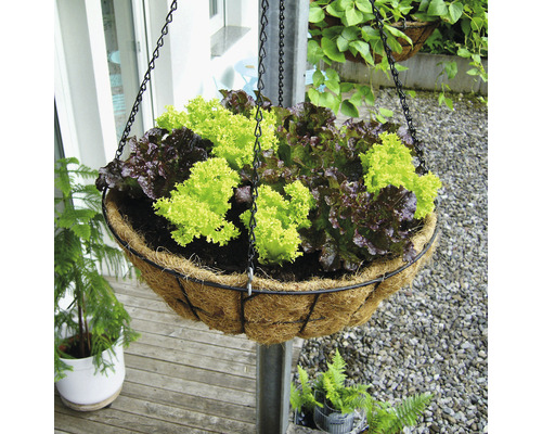 Hängeampel mit Salatpflanzen