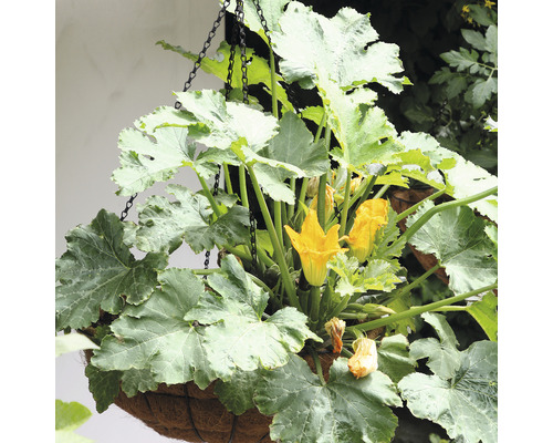 Zucchini Pflanze in einem hängenden Korb