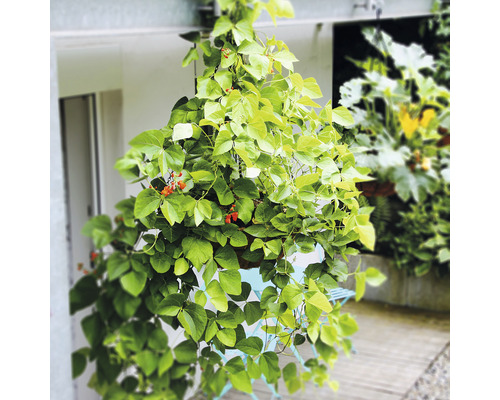 Hängepflanze mit grünen Blättern und roten Blüten in einem Korb