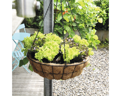 Hängeampel mit Salatpflanzen im Garten