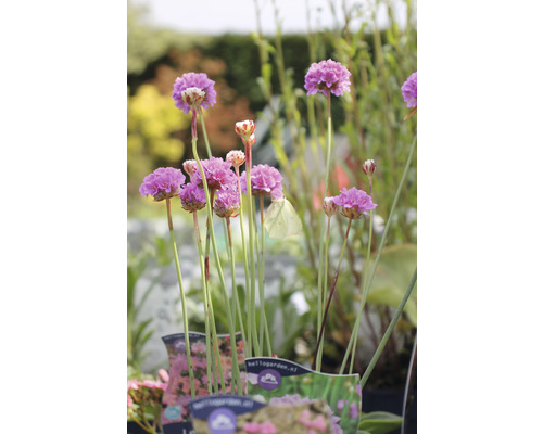 Grasnelke FloraSelf Armeria maritima 'Splendens Perfecta' H 5-15 cm Co 0,5 L