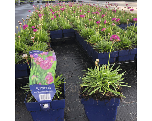 Blühende Grasnelken ''Splendens Perfecta'' in Töpfen