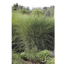 Chinaschilf im Gartenbeet