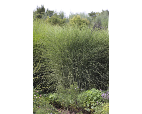 Roseau de Chine blanc multicolore FloraSelf Miscanthus sinensis 'Morning Light' h 10-50 cm Co 0,5 l (6 pces)