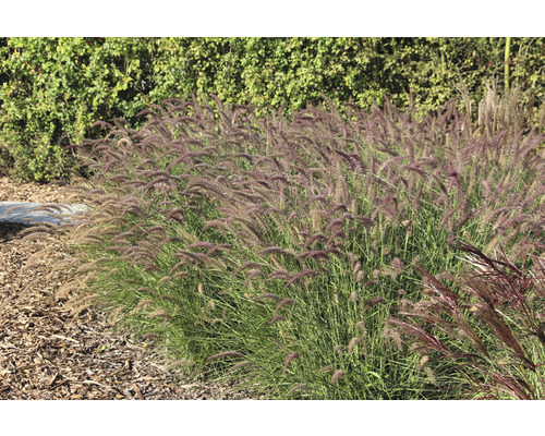 Herbe aux écouvillons orientale rose Pennisetum orientale 'Flamingo' h 5-30 cm Co 0,5 l (6 pces)