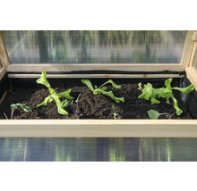 Petite serre avec plants de salade et plants de chou-rave dans la terre