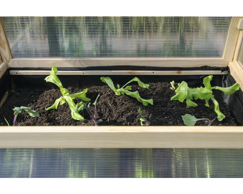 Kleines Gewächshaus mit Salatpflanzen und Kohlrabisetzlingen in der Erde