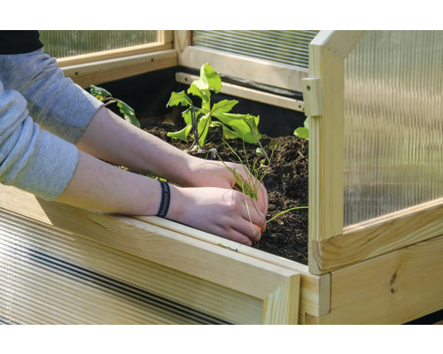 Nahaufnahme eines Frühbeetkastens mit Person, die Setzlinge pflanzt.