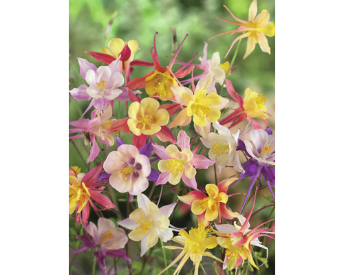 Gros plan de fleurs d''ancolie avec des pétales délicats