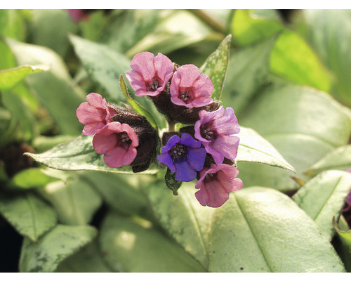 Gros plan d''une plante de pulmonaire avec des fleurs et des feuilles