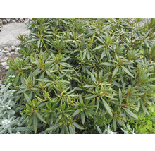 Buisson de rhododendron avec des feuilles vertes