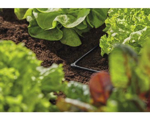 Bewässerungssystem im Salatbeet mit Tropfschlauch