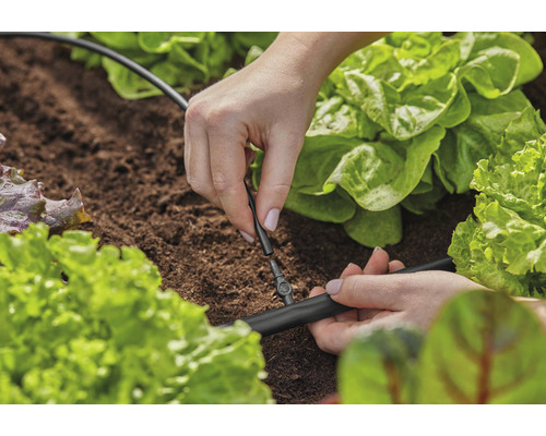 Eine Person installiert ein Bewässerungssystem zwischen Salatpflanzen im Garten.