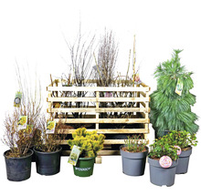 Diverses plantes en pots et une caisse en bois.