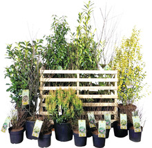 Diverses plantes en pot et sur une palette en bois