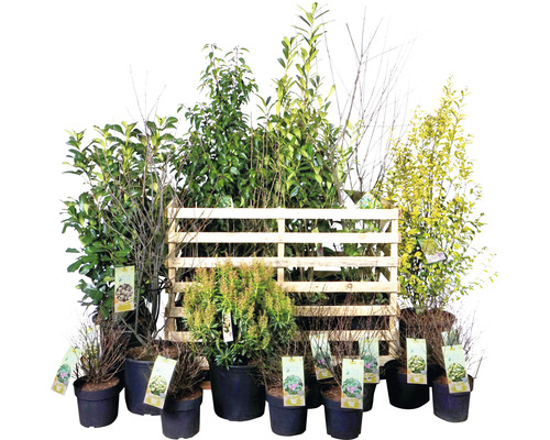 Diverses plantes en pot et sur une palette en bois