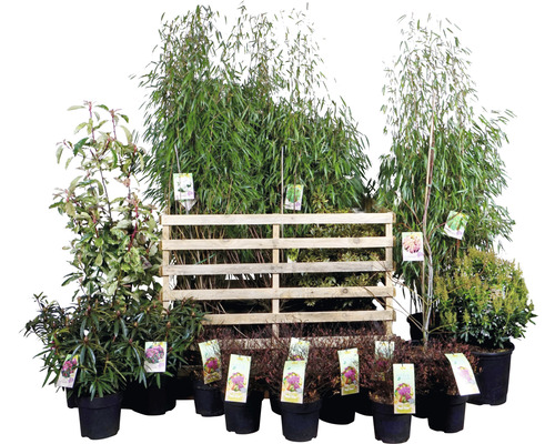 Diverses plantes de jardin en pots, disposées devant une palette en bois