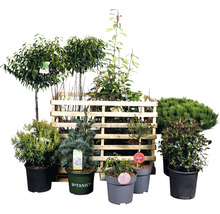 Kit de plantes terrasse FloraSelf env. 30 m² de parterre 11 plantes avec 5 kg d'engrais Hofdünger engrais organique