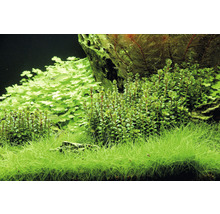 Rotala indica In-Vitro