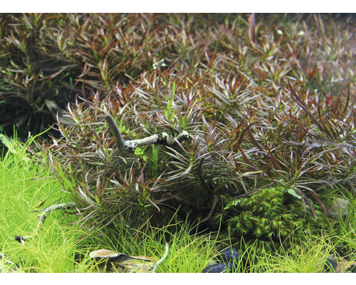 Plantes d''aquarium en détail