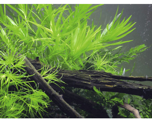 Plantes d''aquarium et bois flotté dans l''aquarium
