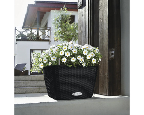 Schwarzer Pflanzkübel mit weißen Margeriten vor einem Haus