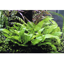 Breiblättriger Wendts Wasserkelch - Cryptocoryne wendtii Broad Leaf In-Vitro