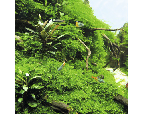 Aquarium avec mousse et poissons