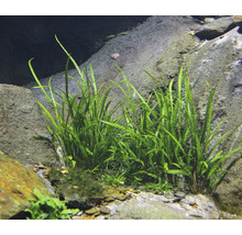 Grasblättriger Wasserkelch - Cryptocoryne crispatula In-Vitro
