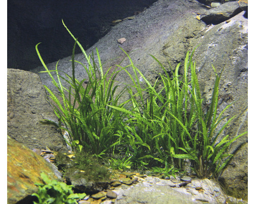 Aquarium mit javanischem Wasserkelch zwischen Steinen