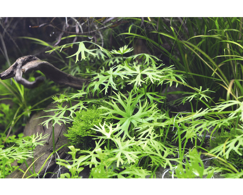 Aquarienpflanzen mit Holz