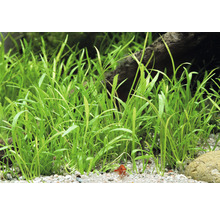 Brasilianische Graspflanze - Lilaeopsis brasiliensis In-Vitro