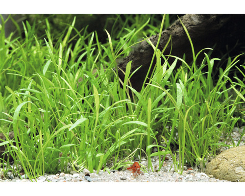 Nahaufnahme von Gras im Aquarium