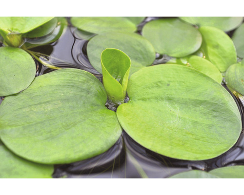 Gros plan sur la laitue d''eau, une plante de bassin