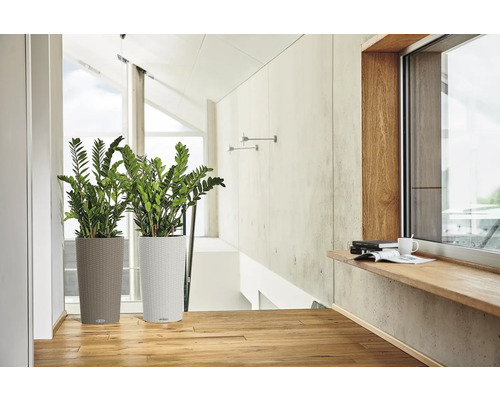 Zwei Pflanzen in hohen Pflanzgefäßen in einem hellen Raum