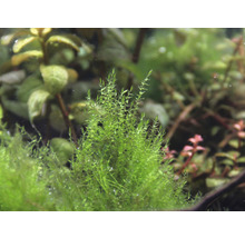 Kriechendes Stumpfdeckelmoos - Amblystegium serpens In-Vitro